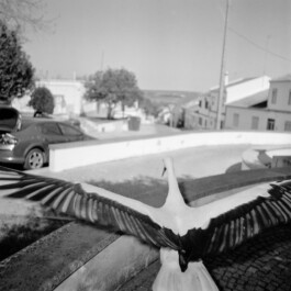 pedroguimaraes.studio