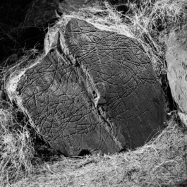 pedroguimaraes.studio