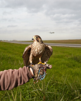 pedroguimaraes.studio